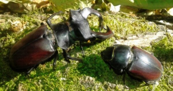 Podržite akciju: “Jeste li ih vidjeli?“