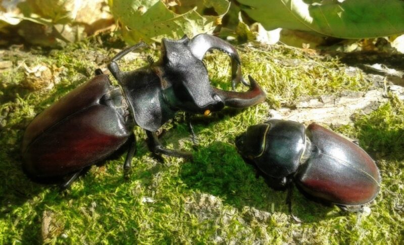 Podržite akciju: “Jeste li ih vidjeli?“