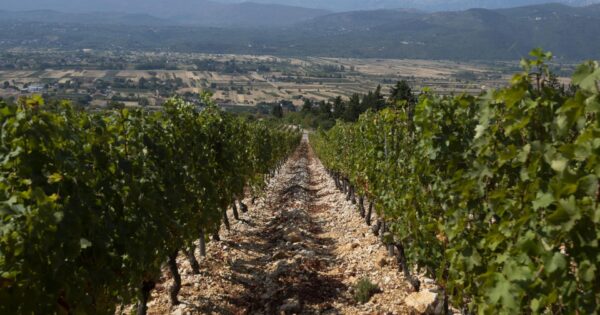 Objavljen Javni natječaj za podnošenje zahtjeva za potporu iz sektora vina, intervencija 58.1.b.01. – INVWINE – Ulaganja