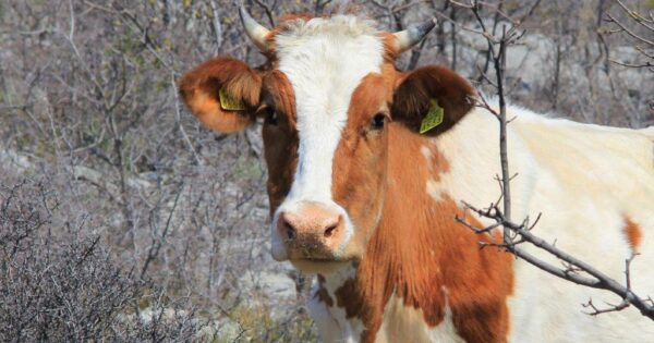 Ministarstvo poljoprivrede donijelo odluku o povećanju alokacije u Natječaju za tip operacije 4.1.1 – tovno govedarstvo