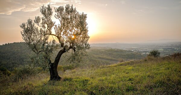 Prve izmjene XI. Natječaja za tip operacije 5.2.1 “Obnova poljoprivrednog zemljišta i proizvodnog potencijala“