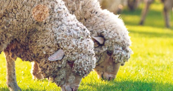 Kako ostvariti potporu za Mjeru 14 dobrobit životinja iz Programa ruralnog razvoja