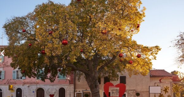 Stablo iz Medulina u izboru za Europsko stablo godine