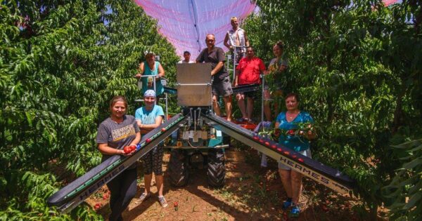 Protugradna mreža u Islamu Grčkom, osigurana sredstvima iz potpora, ne samo da štiti od tuče, već i osigurava bolji i kvalitetniji urod voća