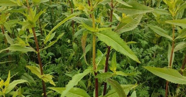 Podsjetnik poljoprivrednicima koji su podnijeli zahtjev za potporu  za intervenciju 31.06. Konzervacijska poljoprivreda