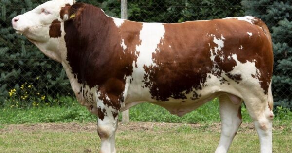 ZG SIM: Udruživanje koje je hrvatske bikove dovelo u sam svjetski vrh!