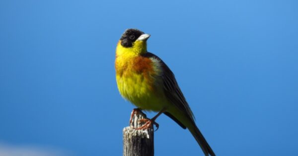 Kako nam istraživanje ptica pomaže shvatiti utjecaj poljoprivrede na prirodu?