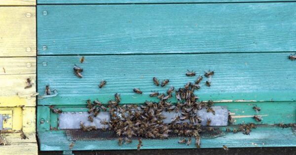 Pravilnik o provedbi intervencija u sektoru pčelarstva unutar Strateškog plana Zajedničke poljoprivredne politike Republike Hrvatske 2023. – 2027.