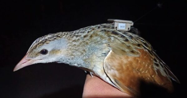 Izvješće o procjeni utjecaja Pilot mjere za zaštitu ptice kosca