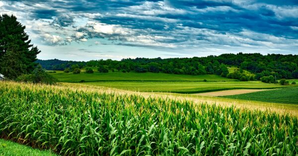 Ministarstvo poljoprivrede povećalo sredstava za financiranje projekata – 360 milijuna kuna više za poljoprivredu i šumarstvo