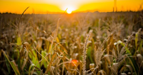 Dopunjen je Plan objave natječaja iz Programa ruralnog razvoja za 2022. godinu