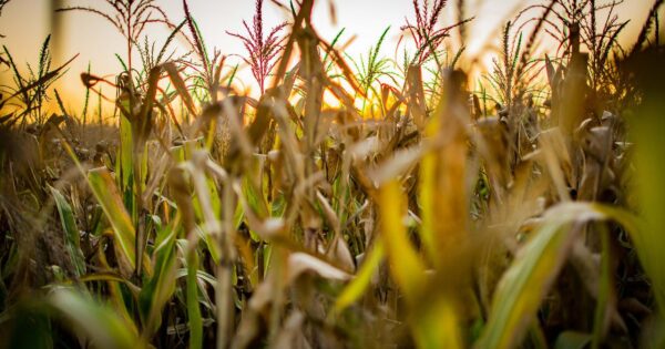 Produljenje roka za podnošenje Jedinstvenog zahtjeva