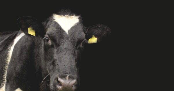 Objavljene su izmjene natječaja za ulaganje u sektor mliječnog govedarstva i natječaja za zbrinjavanje, rukovanje i korištenje stajskog gnojiva