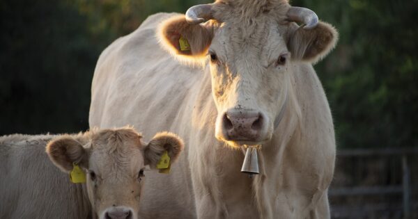Poziv na anketiranje uzgajivačima konja, ovaca i koza te goveda u sustavu krava-tele
