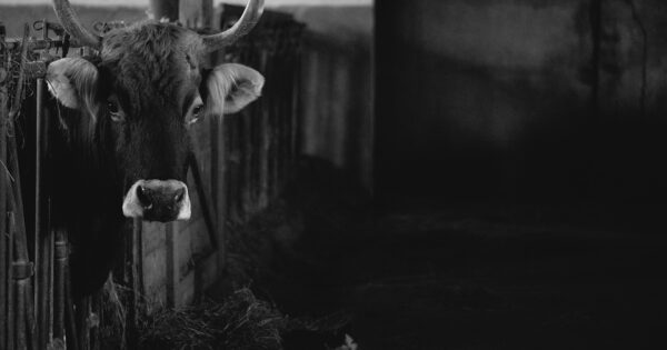 Prve izmjene trinaestog Natječaja za tip operacije 5.2.1 Obnova poljoprivrednog zemljišta i proizvodnog potencijala