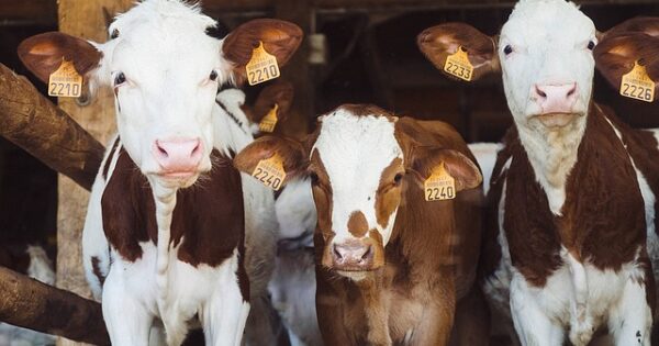 Obavijest za prijavitelje na Natječaj za tip operacije 4.1.1. – tovno govedarstvo