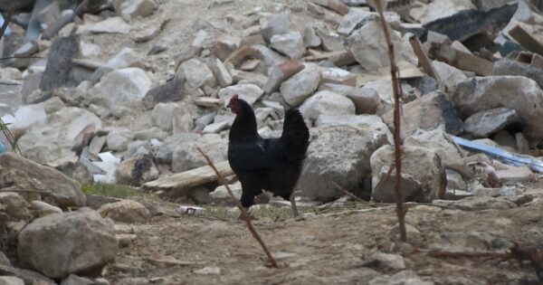 Novi natječaj za obnovu poljoprivrednog potencijala narušenog potresom