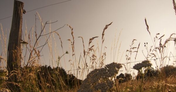 Ažuriran Vodič za potencijalne korisnike tipa operacije 4.4.1 ”Neproduktivna ulaganja povezana s očuvanjem okoliša”