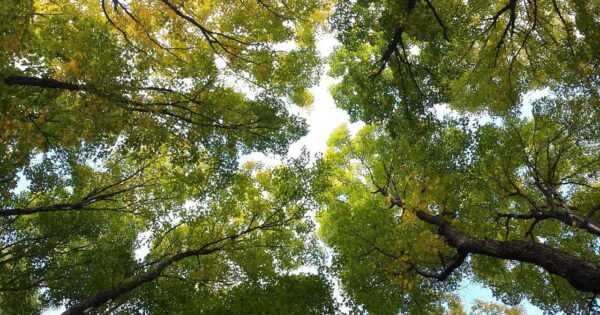 Konzultacije s partnerima – Šumarski sektor