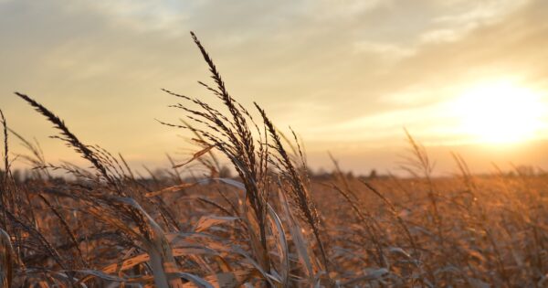 Produženi rokovi za podnošenje zahtjeva za potporu za tipove operacija 4.1.3, 4.2.1 i 4.2.2.