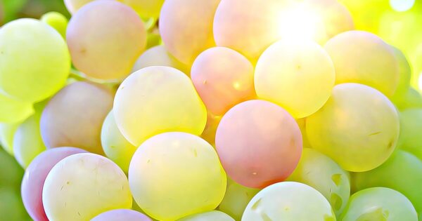 Objavljeni prvi natječaji za podnošenje zahtjeva za potporu iz sektora vina unutar Strateškog plana Zajedničke poljoprivredne politike Republike Hrvatske 2023.-2027. za intervencije “58.1.k.01. – PROMOWINE – Promidžba“ i “58.1.h.01. – INFOR – Informiranje”