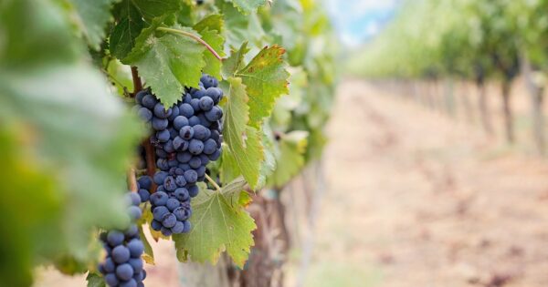 Druge izmjene dva natječaja za provedbu tipa operacije 4.1.1. podizanje novih i/ili restrukturiranje postojećih višegodišnjih nasada i podizanje novih vinograda i/ili restrukturiranje vinograda stolnih kultivara