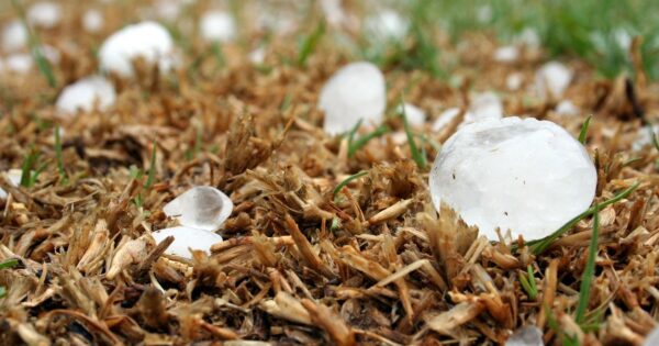 Izmijenjen je Pravilnik o provedbi intervencije 76.01. Osiguranje poljoprivredne proizvodnje