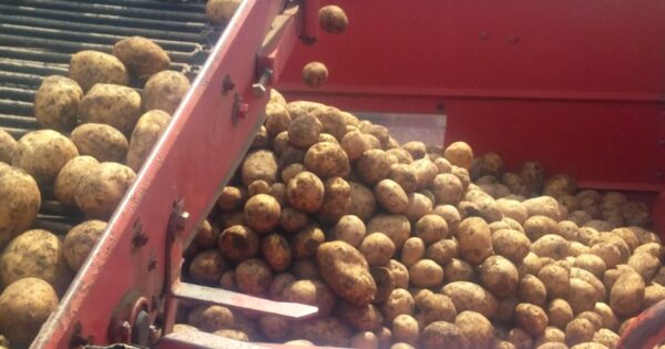 Lički krumpir, kupus i luk s 900 metara nadmorske visine – Vrankić j.d.o.o. uz kvalitetu, ima i riješeno tržište