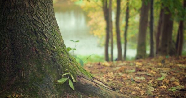 Novih 270 milijuna kuna za šumarski i drvno-tehnološki sektor – u tijeku četiri natječaja iz mjere 8 Programa ruralnog razvoja