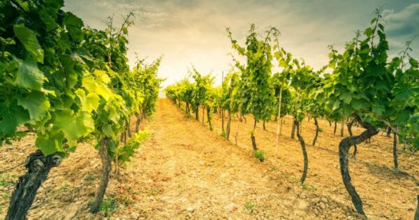 Izmjene natječaja za podmjeru 10.2. Potpora za očuvanje, održivo korištenje i razvoj genetskih izvora u poljoprivredi