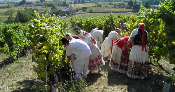Obavijest potencijalnim korisnicima intervencija u sektoru vina