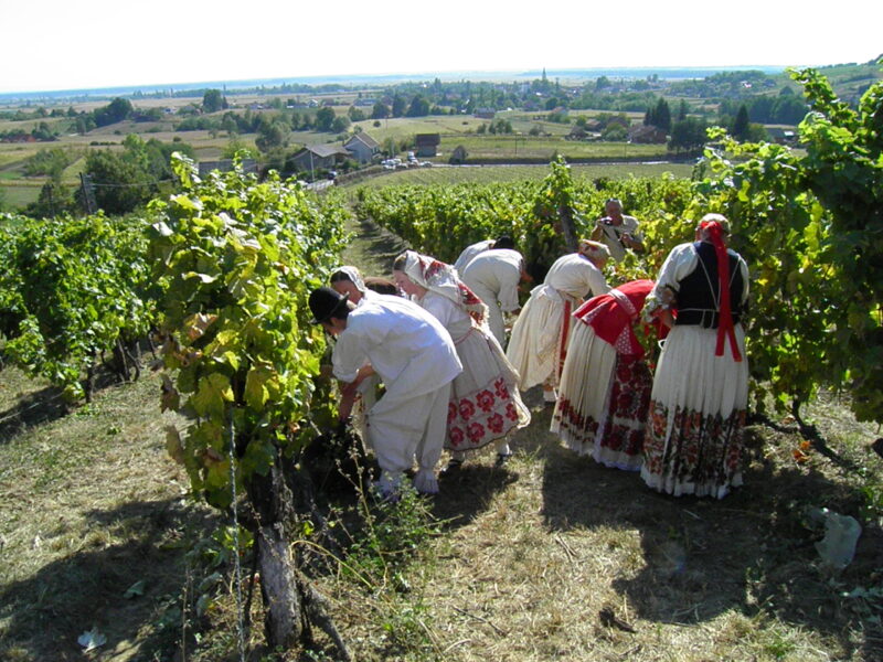 Obavijest potencijalnim korisnicima intervencija u sektoru vina