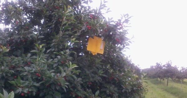 VAŽNA OBAVIJEST! Tip operacije 10.1.12 Korištenje feromonskih, vizualnih i hranidbenih klopki