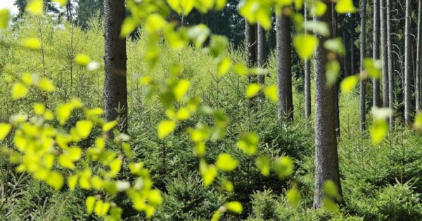 Započelo slanje ugovora o financiranju korisnicima za tip operacije 8.5.1 – Konverzija degradiranih šumskih sastojina i šumskih kultura