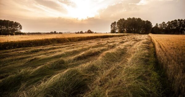 Do kraja ožujka otvoren natječaj za obnovu poljoprivrednog zemljišta i proizvodnog potencijala