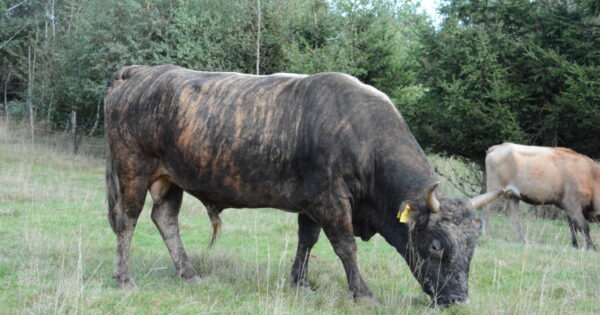 Poljoprivrednici, možete podnijeti zahtjev za potporu za 2019. godinu