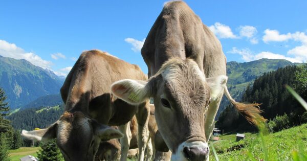 Pravilnik o izmjenama i dopunama Pravilnika o provedbi izravne potpore poljoprivredi i IAKS mjera ruralnog razvoja za 2018. godinu