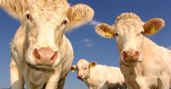 Mjera 14 “Dobrobit životinja”