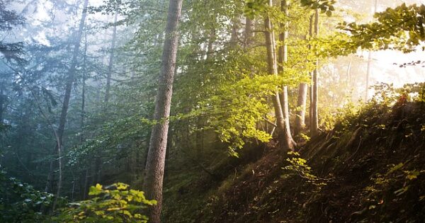 Izmjena Natječaja za tip operacije 8.6.2. “Modernizacija tehnologija, strojeva, alata i opreme u predindustrijskoj preradi drva”