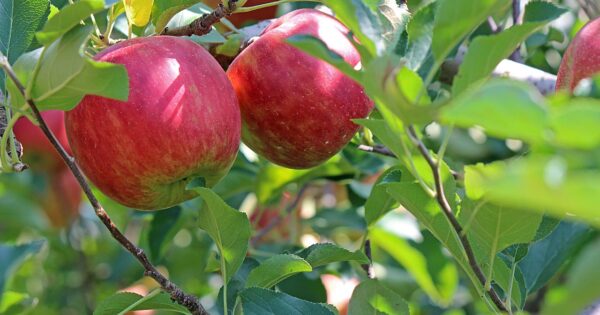 Slavonski Brod – Predstavljanje natječaja za tip operacije 9.1.1 „Uspostava proizvođačkih grupa i organizacija“ te postupka priznavanja proizvođačkih organizacija