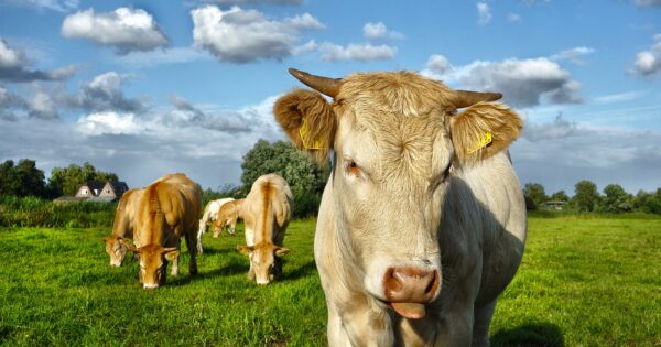 650 milijuna kuna za tri natječaja iz podmjere 4.1. Programa ruralnog razvoja