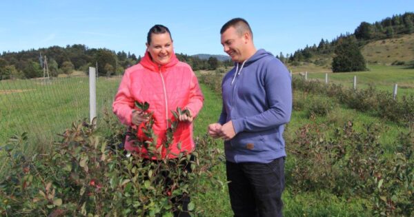 Razmišljali o lavandi, uložili u aroniju od koje na OPG Krepenc ne odustaju