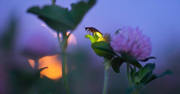 Podržite projekt: ”Krešo Krijesnica – vratimo svjetla našeg djetinjstva”