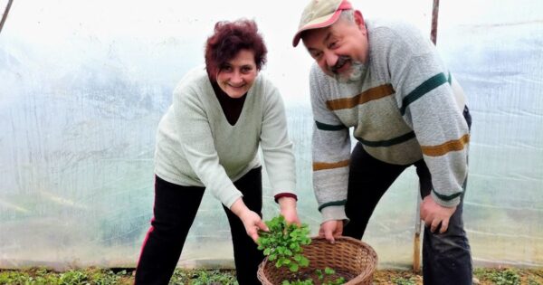 Na OPG-u Neduhal uzgajaju 50 kultura, od začinskog bilja do čička, daikona i potočarke