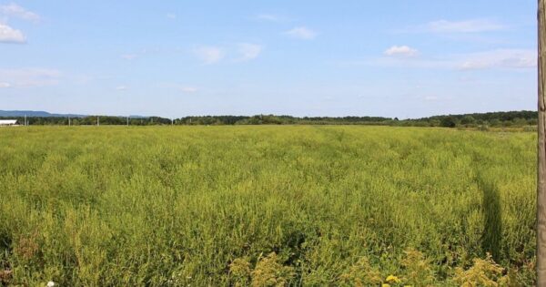 Mjera 16: Može li se sjetvom pokrovnih kultura smanjiti uporaba herbicida u soji?