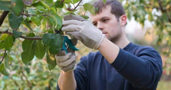 Najava natječaja za obnovu poljoprivrednog potencijala narušenog prirodnim nepogodama i katastrofalnim događajima (TOP 5.2.1)