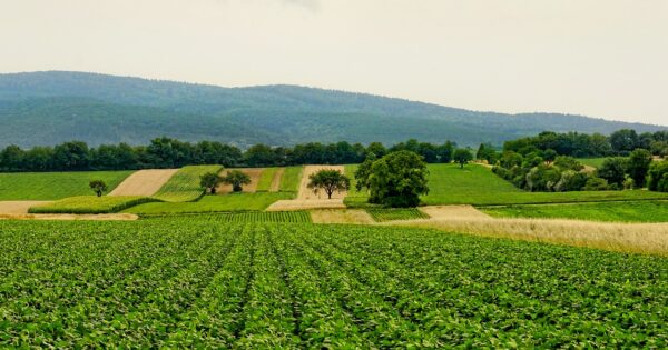 Treće izmjene natječaja za tip operacije 6.3.1. “Potpora razvoju malih poljoprivrednih gospodarstava”