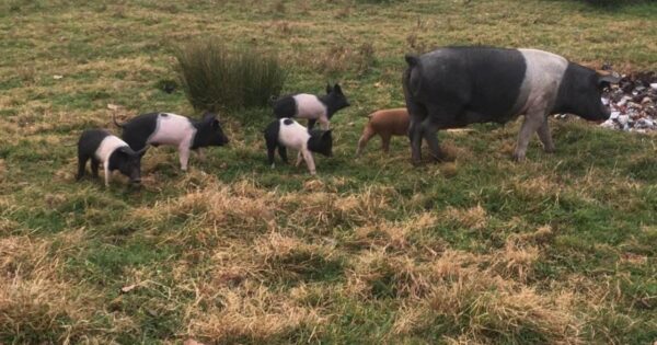 Ekološka poljoprivreda i vrhunski kulen – potencijali koji i mlade mogu zadržati na zemlji