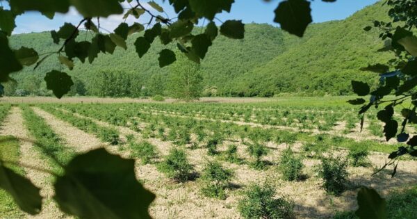 U uzgoj goji bobica ušli kao “grlom u jagode”, učili na greškama, a sad stiže prvi pravi urod