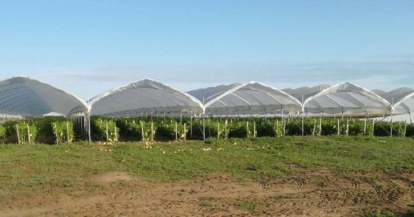 Plastenike OPG Komar uništili vjetar i tuča – za obnovu dobili 371 tisuću kuna europskog novca